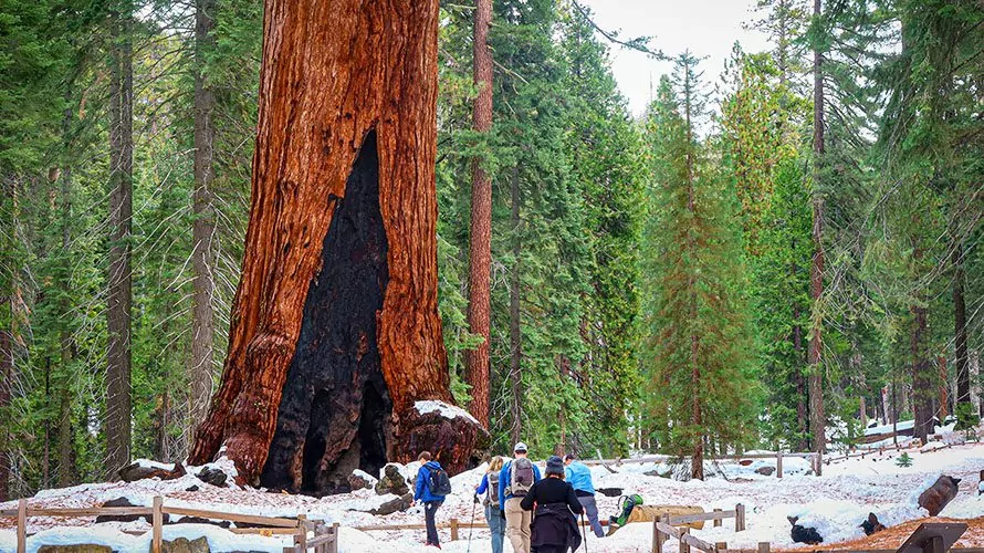 Giant sequoia trees covered in snow yosemite national park
