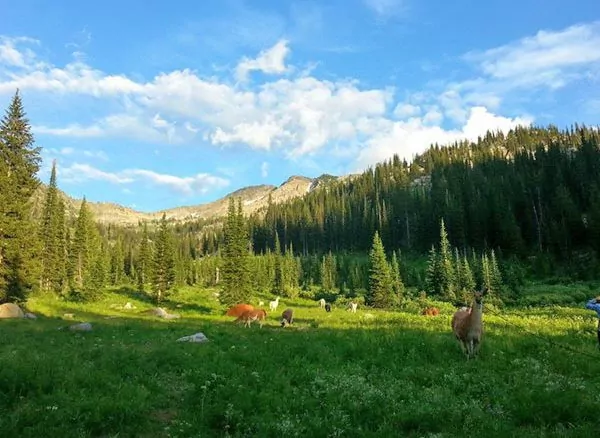 Meadow and trees in Tetons