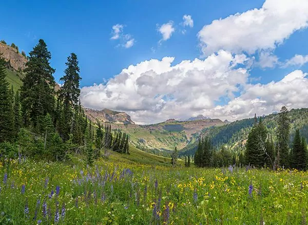 meadow in tetons