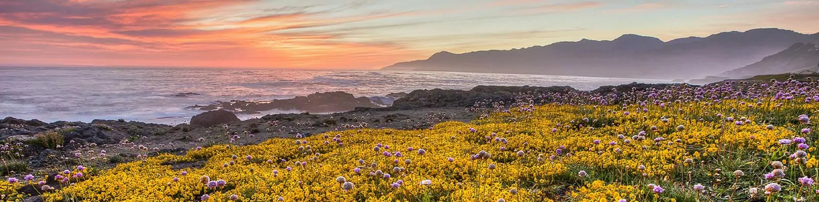 Beautiful wildflowers in the Lost Coast of California