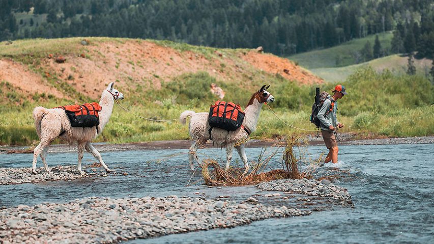 wildland-llamas-guided-llama-treks-day-hikes-and-backpacking-trips