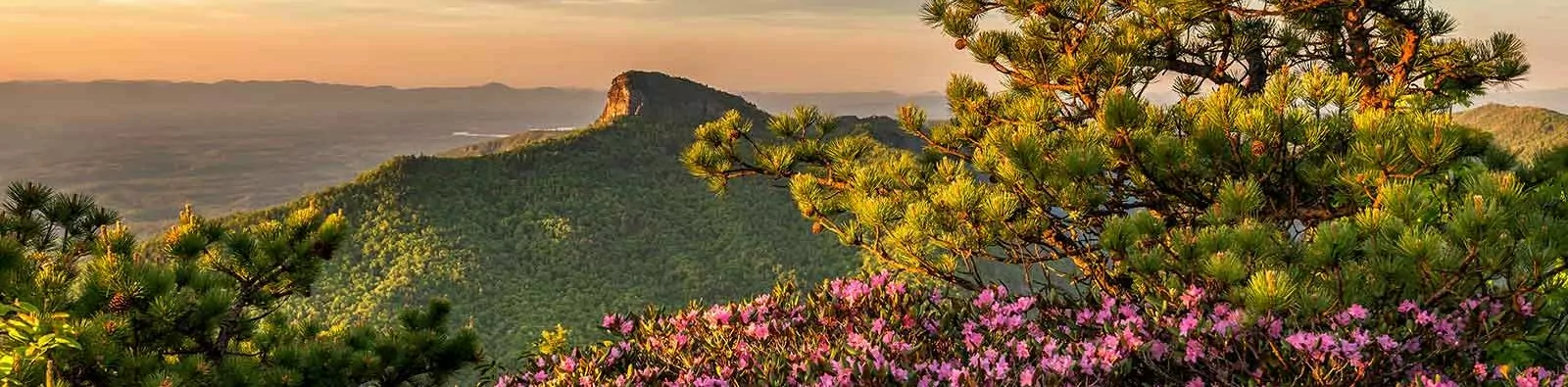 Wildflowers and sunset over Blue Ridge Mountains