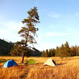 Campers set up tents in a meadow in Yellowstone National Park