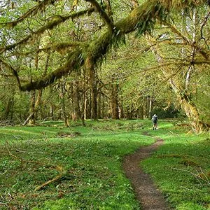 Green mossy trails under forest blanketed skies in Olympic National Park