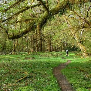 fifty shades of green as hikers take to the trail in olympic national park