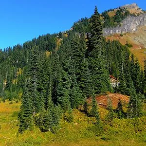 Tree lined ridges in Olympic National Park with blue skies