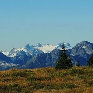 Rugged snowy peaks of Olympic National Park with blue skies and green grass and a lone pine tree