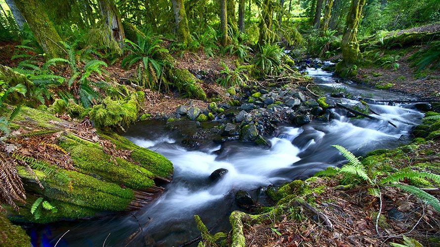 Olympic National Park 10 Best Hikes | Wildland Trekking