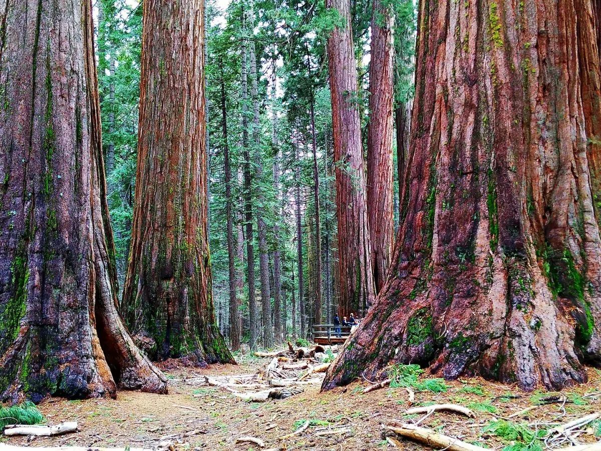 Fishing & Fly Fishing  Sequoia & Kings Canyon Nat'l Parks