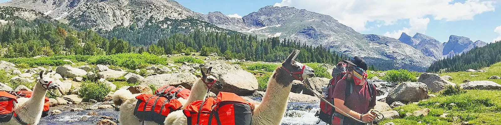 Llamas, the Ultimate Backcountry Hiking Partner?