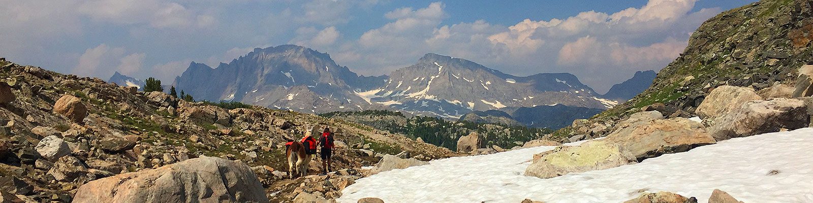 Llamas, the Ultimate Backcountry Hiking Partner?