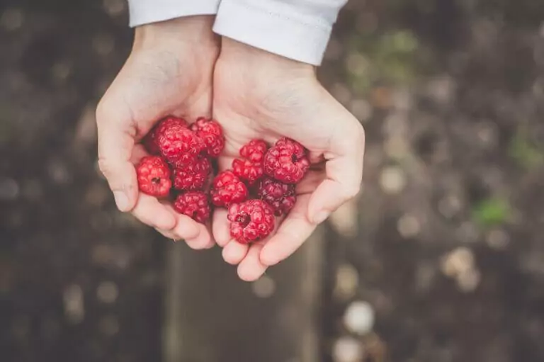 berries as hiking snacks