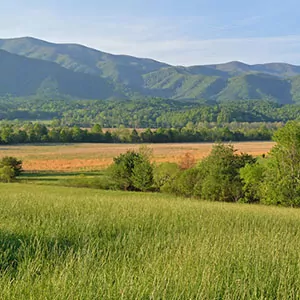 Healthy pastures lead to lush rolling hillsides in the Great Smoky Mountains