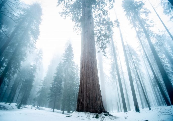 sequoia national park