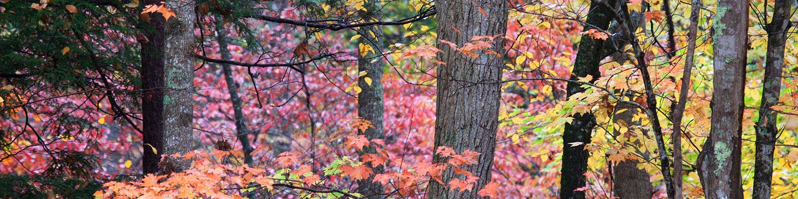 Best Time to Visit the Great Smoky Mountains - Wildland Trekking