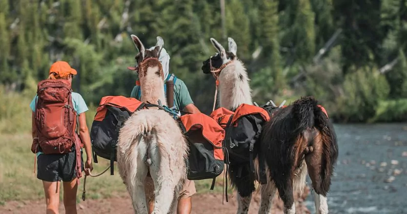 Yellowstone Women's Backpacking Adventure - Bechler River Valley