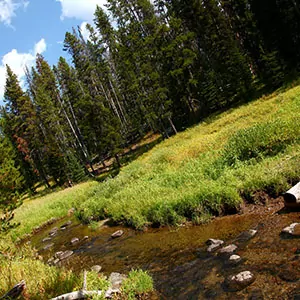 A small stream green grass trees blue skies in Yellowstone National Park