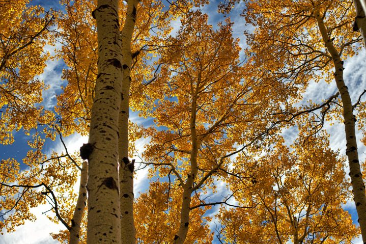 yellow aspens in flagstaff