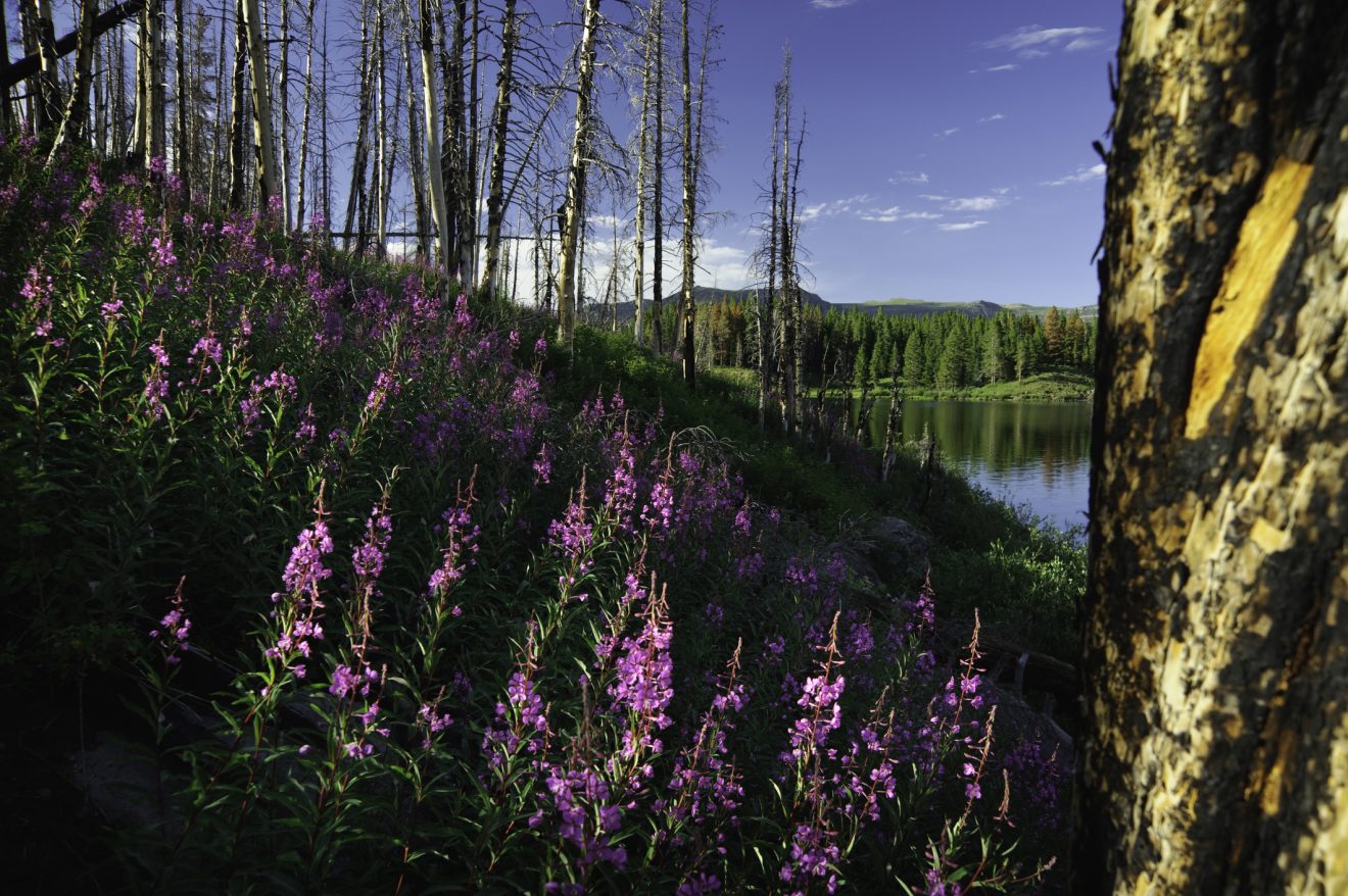 Meadow of Fireweed wildflowers and a mountain lake in the Flat Top Wilderness, Colorado.