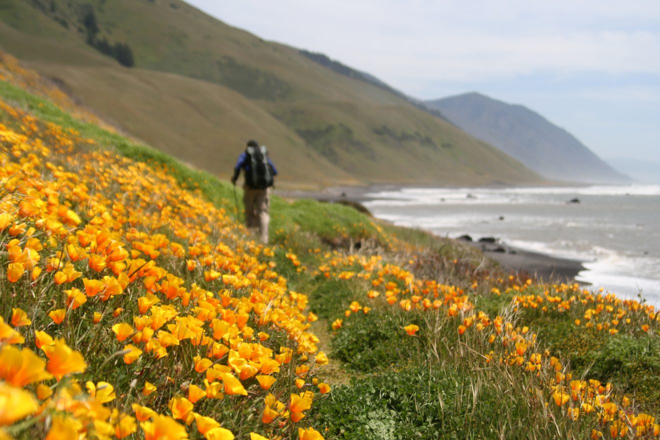 Backpacker hiking through a field of poppies along the Loast Coast Trail.