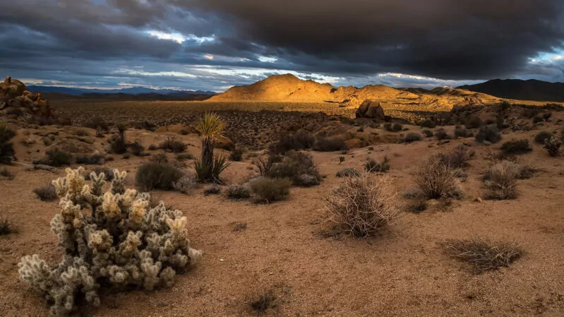 Sunset in Joshua Tree National Park