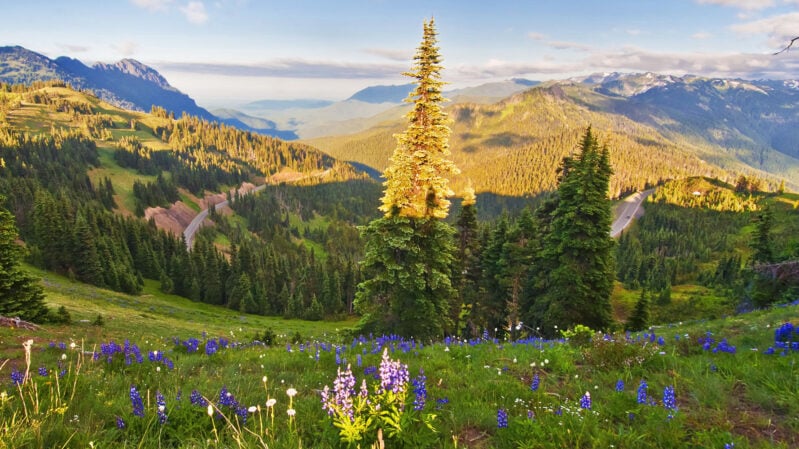 Views from Hurricane Ridge, Olympic National Park