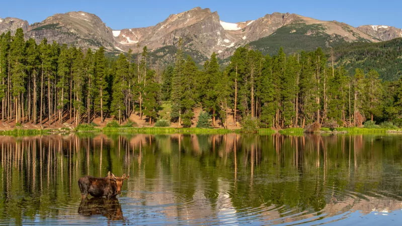 Bull Moose at Sprague Lake in the early morning light.