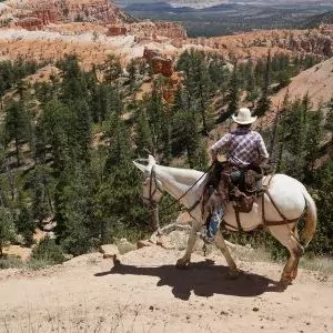 A rider on horseback overlooks the desert meadow.