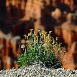 Desert flowers burst through the rocky ground cover to bloom into the sunlight