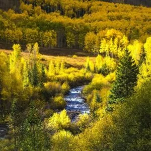 Aspen trees change color during fall in Rocky Mountain National Park along a mountain stream.