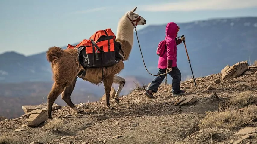 llama trekking trip listening