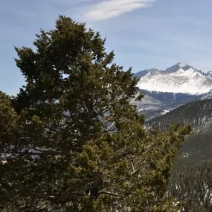 A spruce tree sits in front of mountains in Rocky Mountain National Park