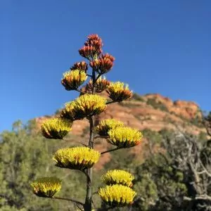 Distinct desert flowers bloom a bright yellow under blue skies