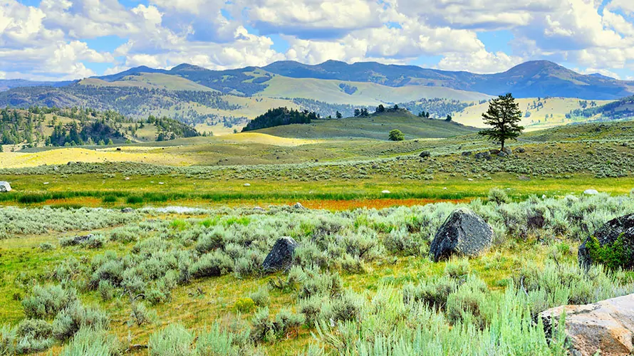 Lamar Pelican Loop Llama Trek in Yellowstone - Wildland Llamas