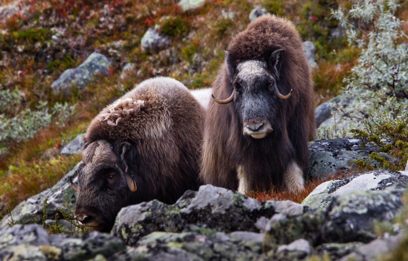 musk ox in Norway