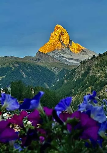 Matterhorn Peak with flowers in the foreground