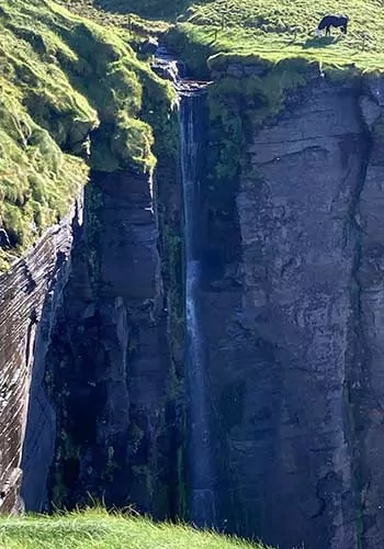 Gorgeous waterfall in Ireland with a cow at the top