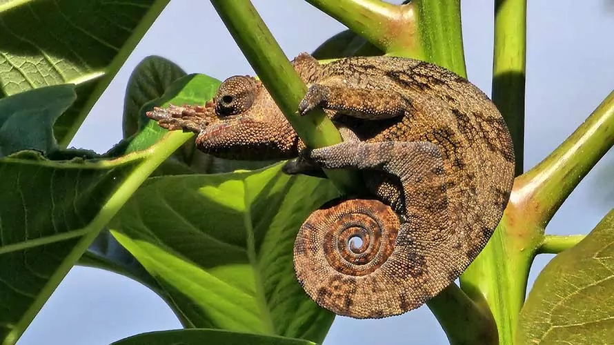 Lizard hanging from tree in rainforest in Tanzania