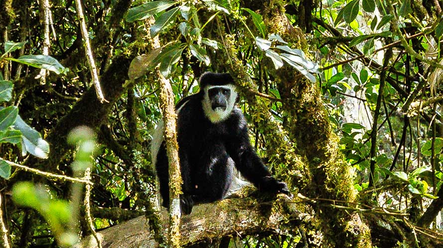 Howler Monkey on Kilimanjaro