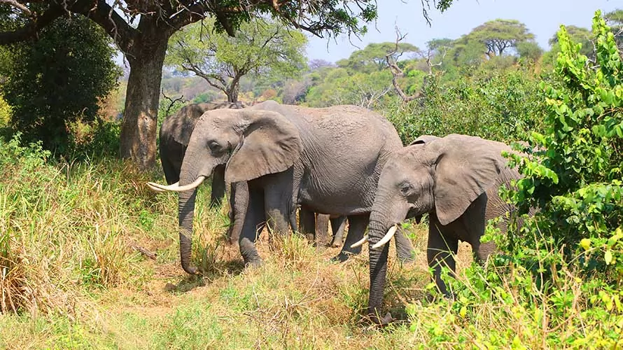 Two elephants in a natural preserve in Africa