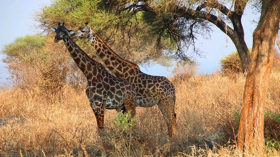 Two giraffes standing in Kenya