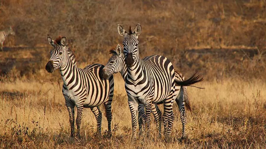 Zebras in Africa on the Wildland Trekking Safari