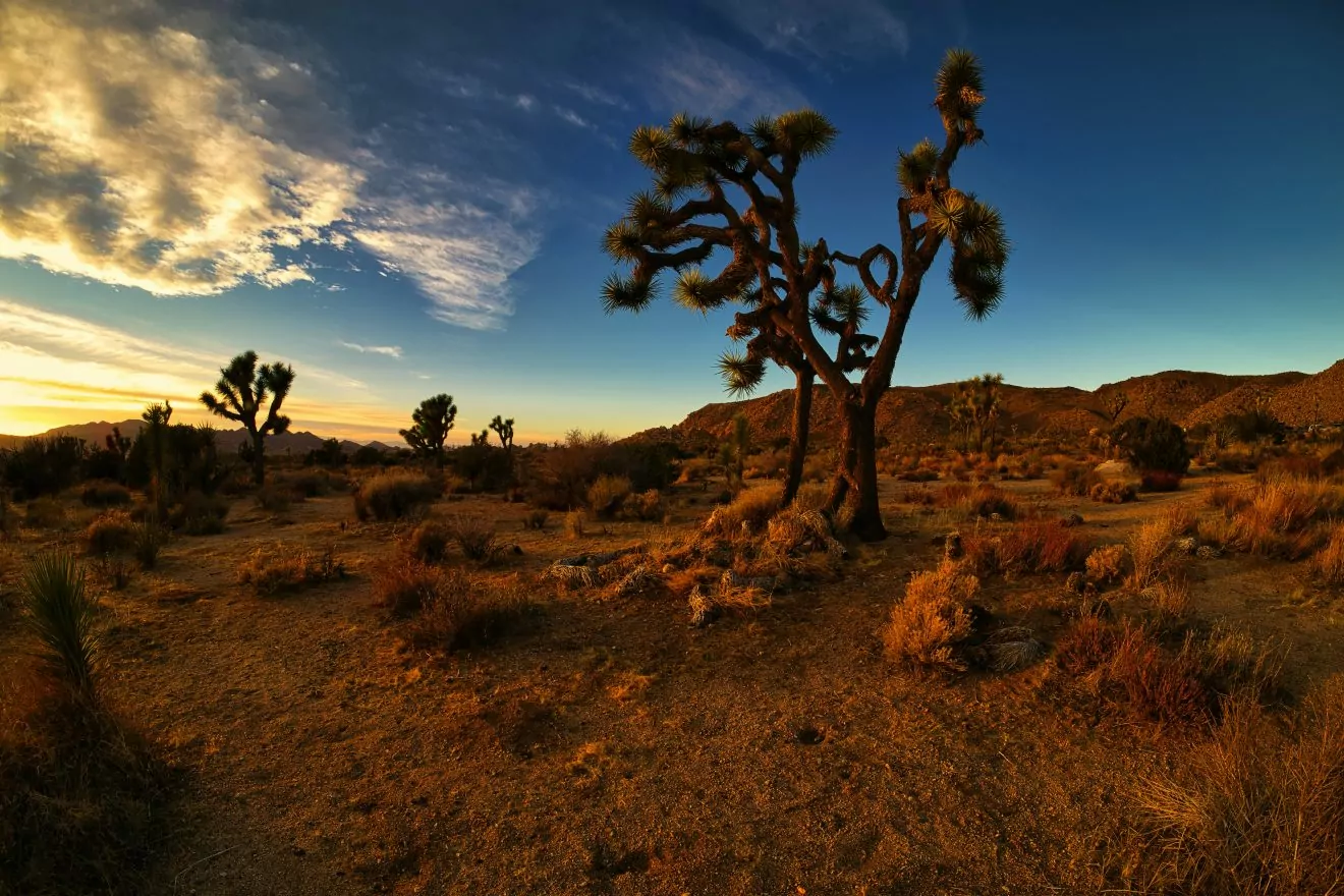 sunset at Joshua Tree, desert hiking destination