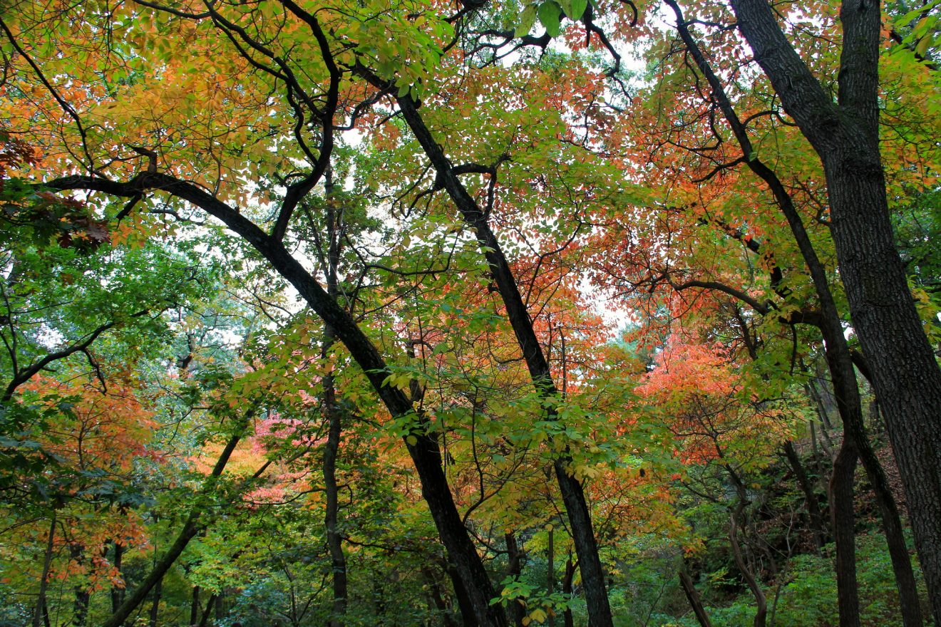 starved rock fall colors