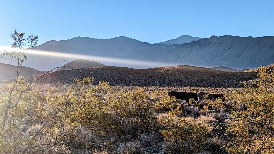death valley burros