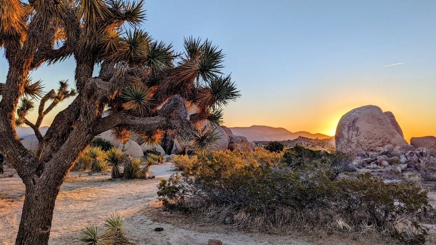 joshua tree sunrise