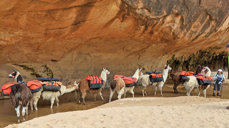 Pack llamas in the Grand Staircase-Escalante National Monument