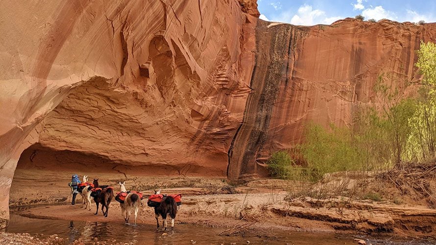 Llama trekking in Utah