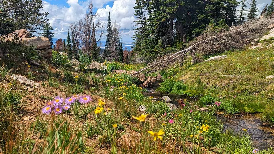 Wild flowers and a pristine creek in the Tetons, Wyoming