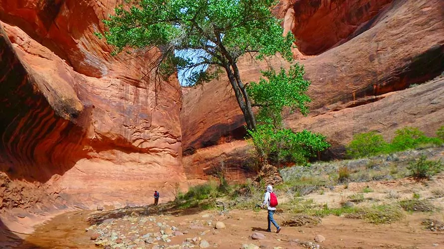 Hiker and desert creek in gorgeous canyon of Capitol Reef National Park